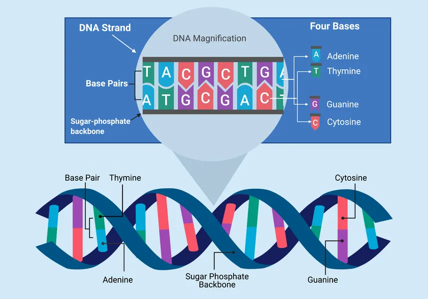 Basics of Genetics Basics of genetics DNA double helix structures and biological inheritance patterns