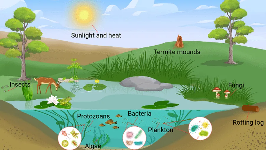 How Ecosystems Work How ecosystems work and why biodiverse environmental chains are important