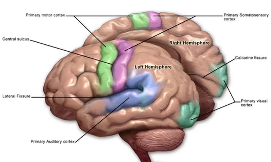 The Human Brain How the human brain works neural synapses and neurological nervous pathways