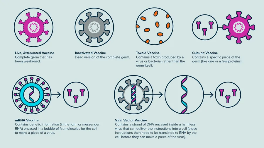 How Vaccines Work How vaccines work to protect the human body immune system antibodies tracking
